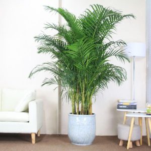 Best Lucky Plants For Home-sweet-homes: A Complete List Of Lucky Plants ...