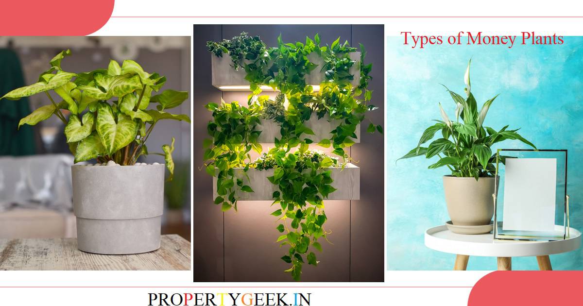 Top 14 Different Types Of Money Plants To Consider For Home