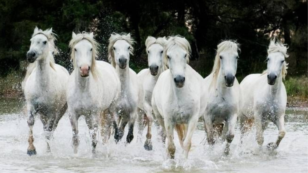 All About The iconic 7 running horses Vastu. 8