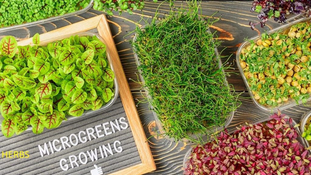 Herbs And Microgreens