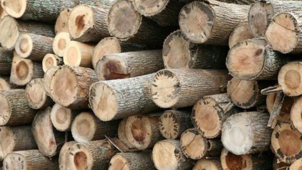 15 Popular Types Of Woods Used In Construction 11