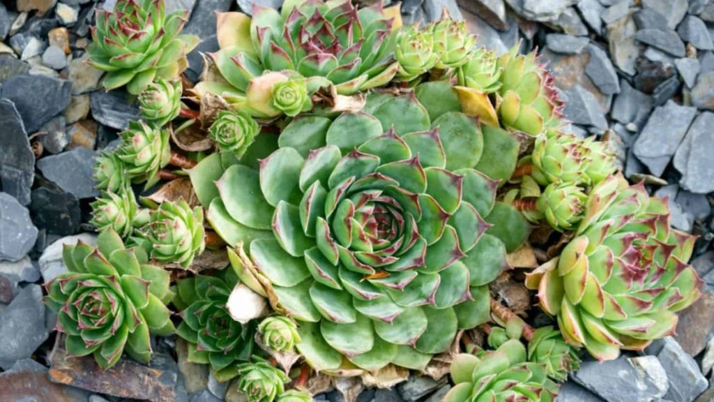 A Succulent Paradise: Exploring 20 Different Types of Succulent Plants 13