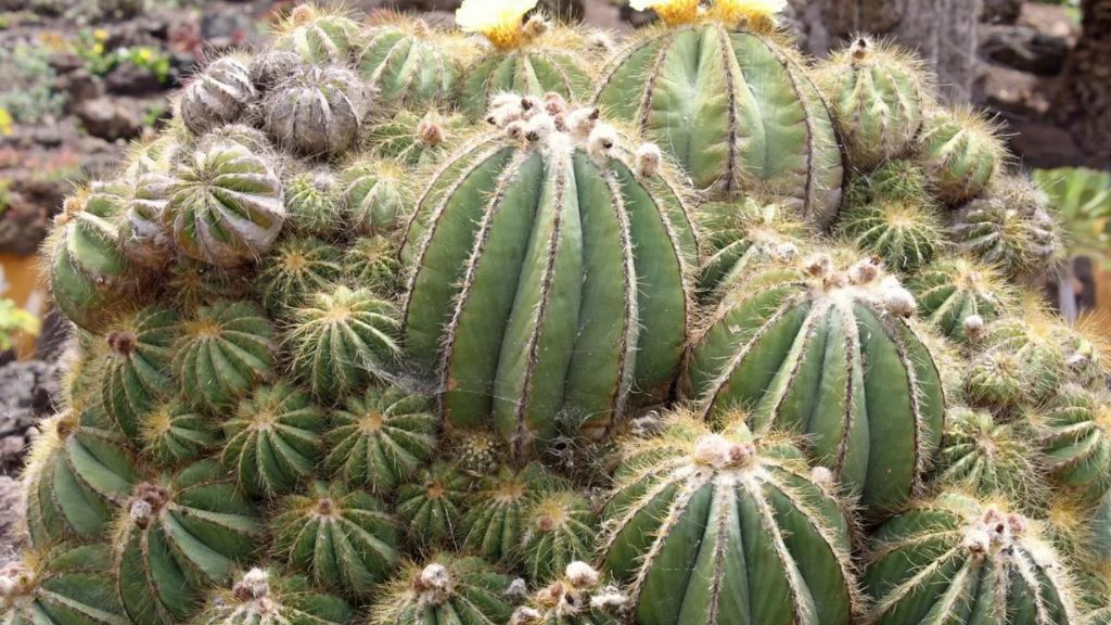 A Succulent Paradise: Exploring 20 Different Types of Succulent Plants 16