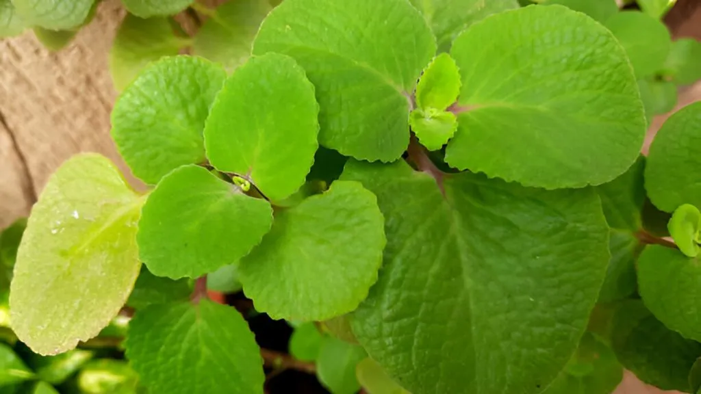 Lucky Herbs for Your Home -Ajwain or Carom