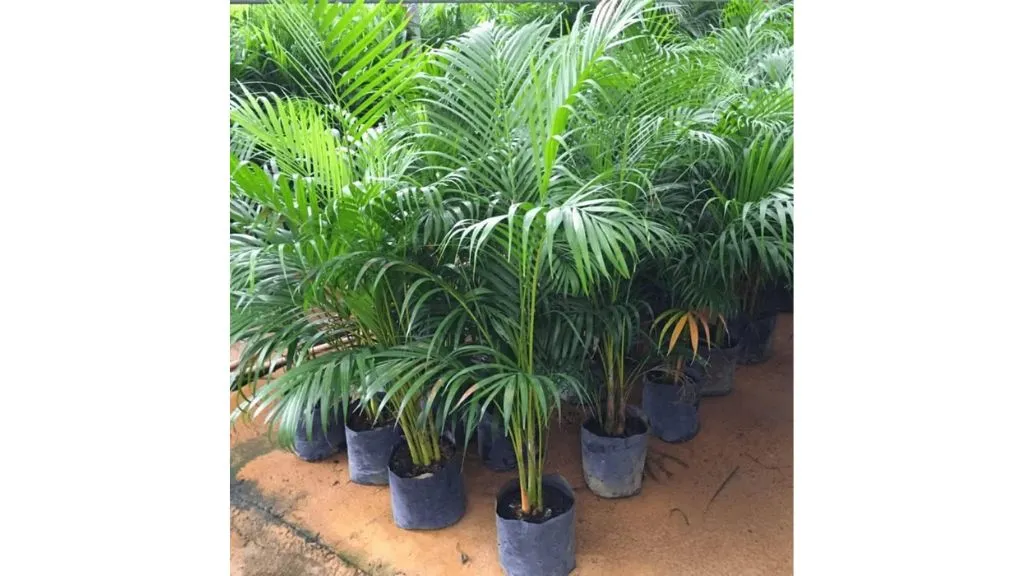 Best Lucky Plants for Home - Areca Palm