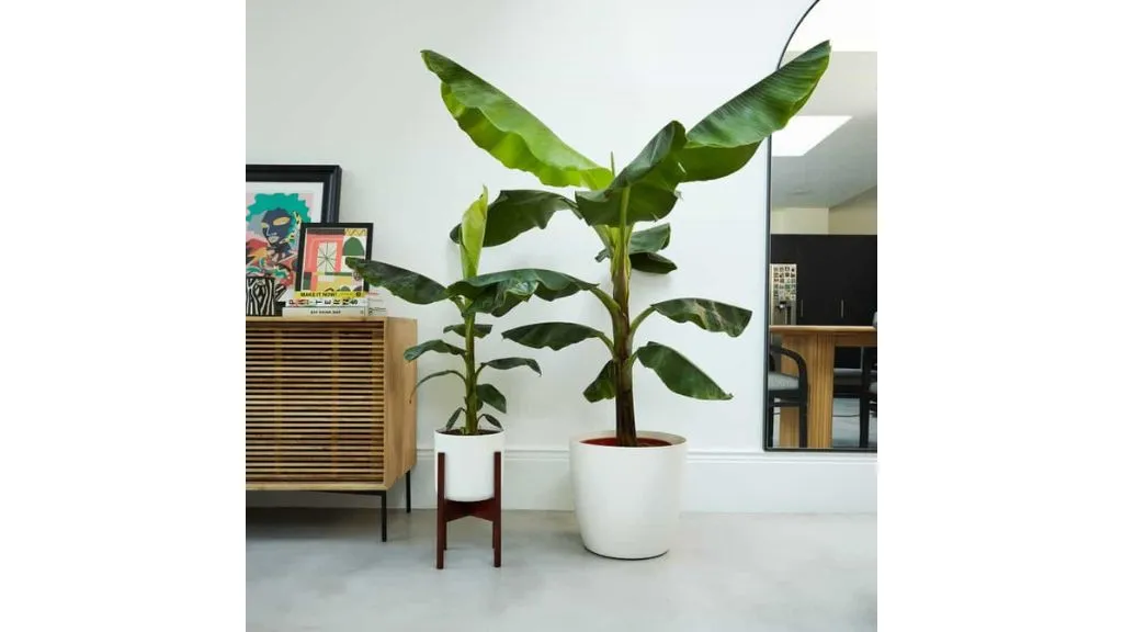 Lucky Trees for Your Home - Banana Tree