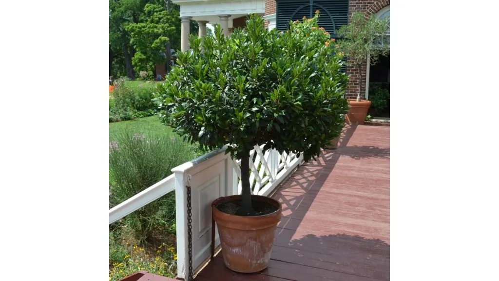 Lucky Herbs for Your Home -Bay Laurel