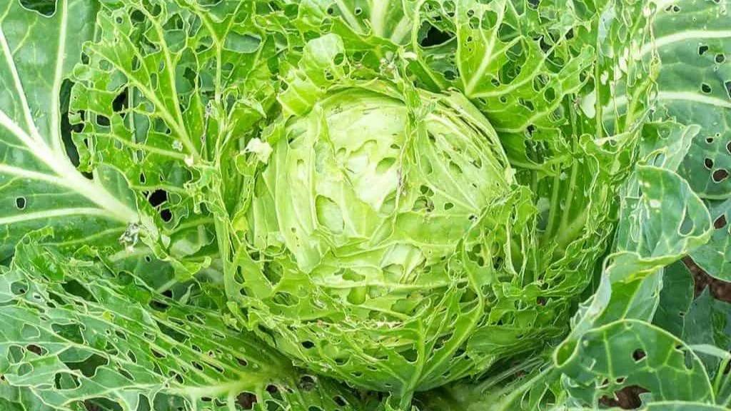 Cabbage