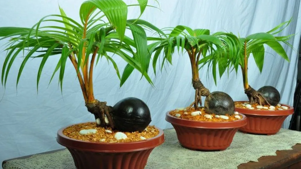 Lucky Trees for Your Home - Coconut Tree