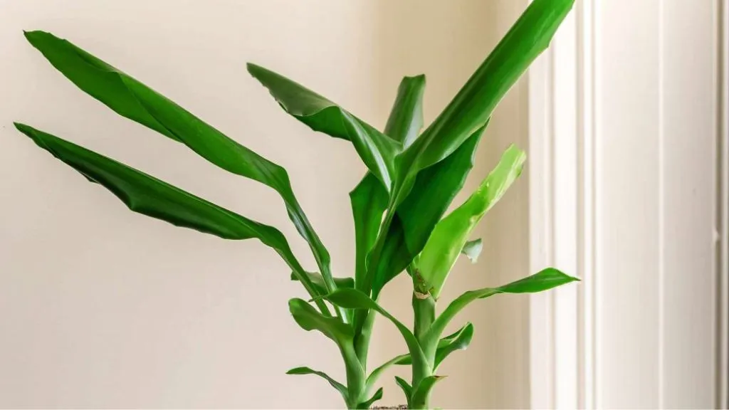 Best Lucky Plants for Home - Corn Plant