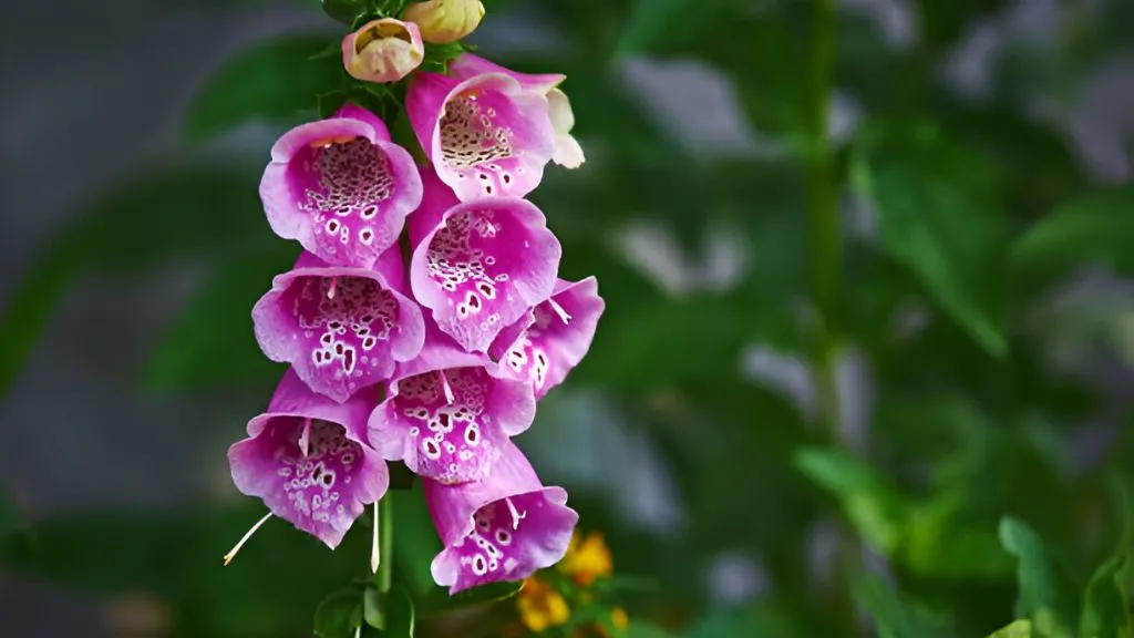 Foxgloves