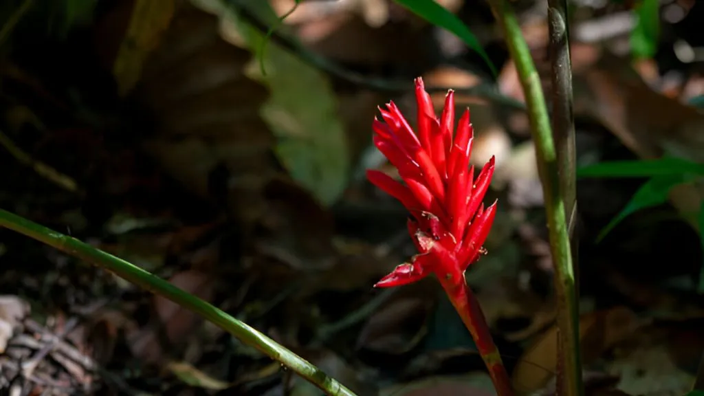 Lucky Herbs for Your Home - Ginger Flower