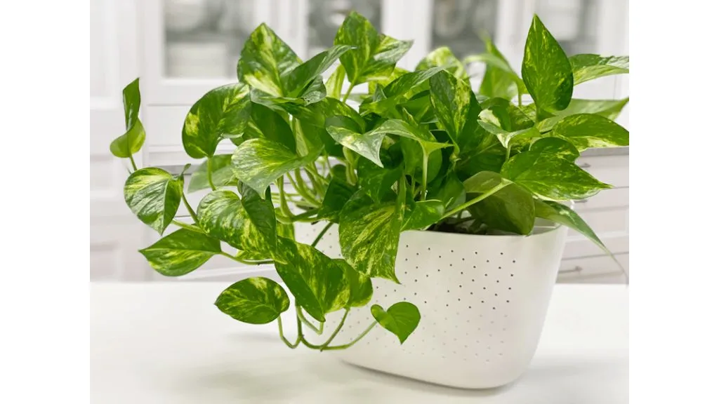 Best Lucky Plants for Home - Golden Pothos