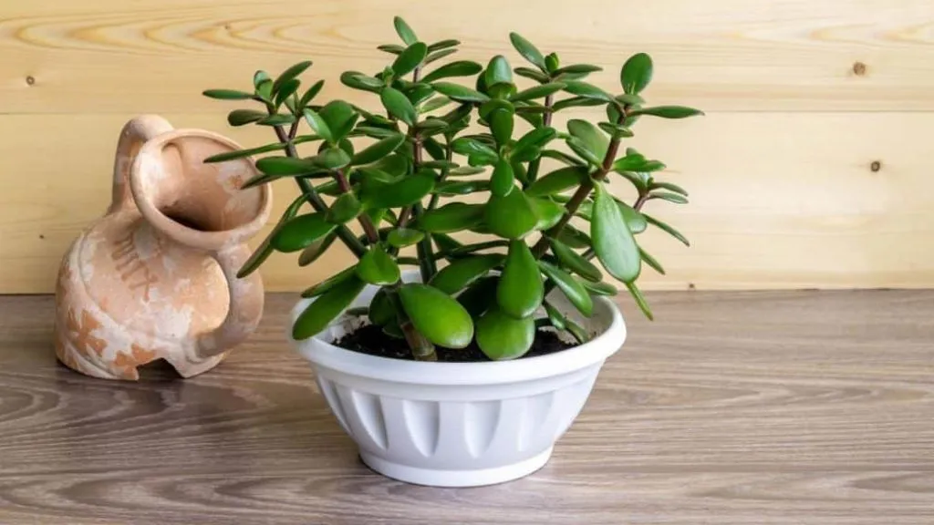 Best Lucky Plants for Home - Jade Plant