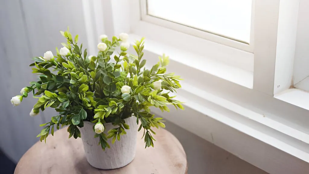 Lucky Flower Plants for Home - Jasmine