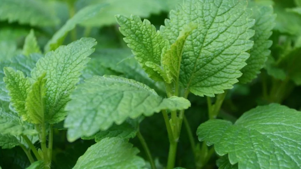 Lucky Herbs for Your Home - Lemon Balm