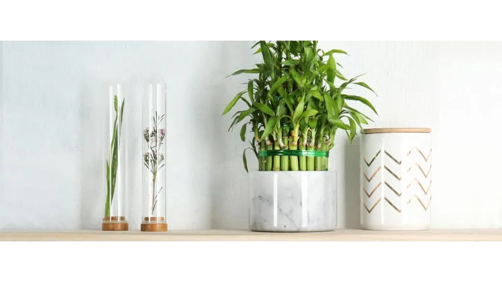 Best Lucky Plants for Home - Lucky Bamboo Plant