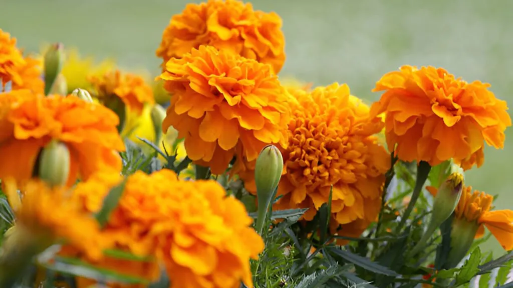 Lucky Flower Plants for Home - Marigold 