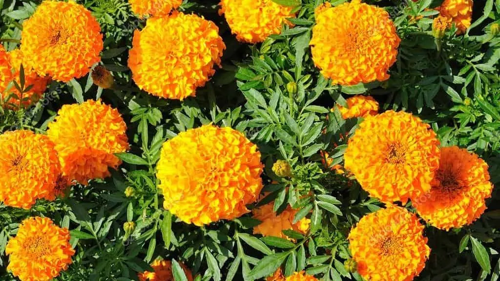 Marigolds