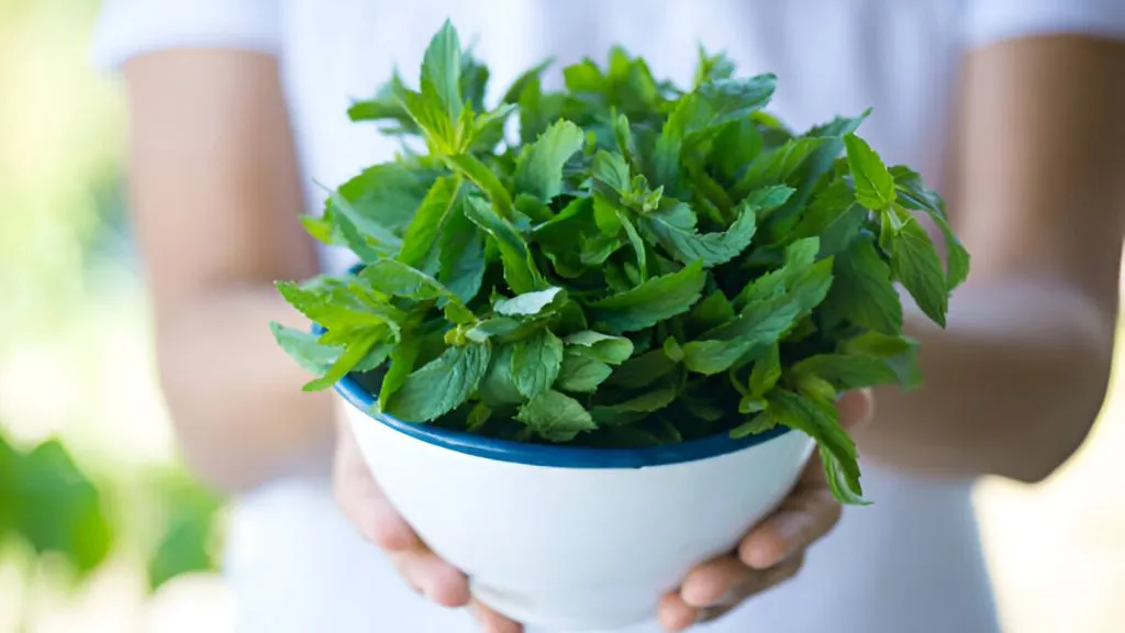 Lucky Herbs for Your Home - Mint Plant