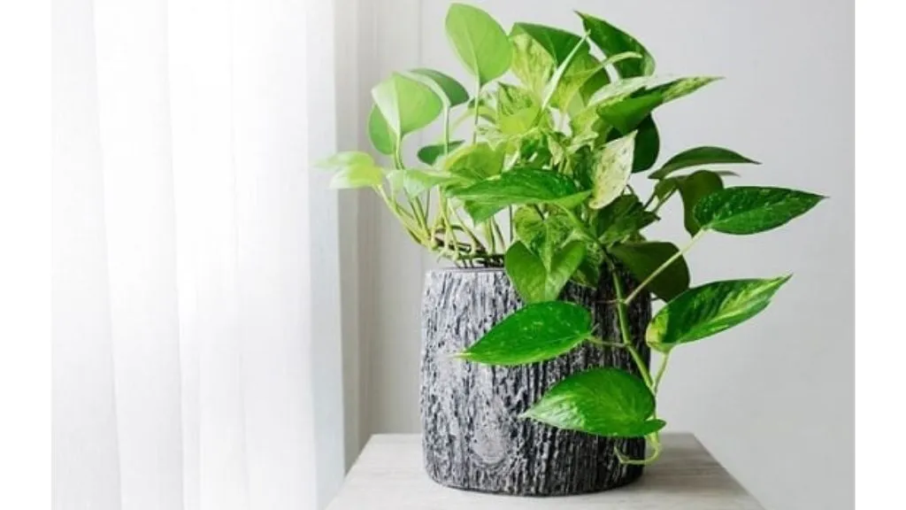 Best Climber Plants - Money Plant