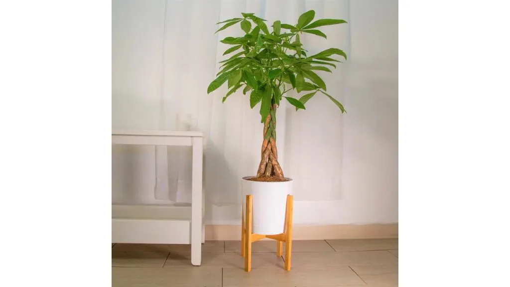 Best Lucky Plants for Home - Money Tree or Plant