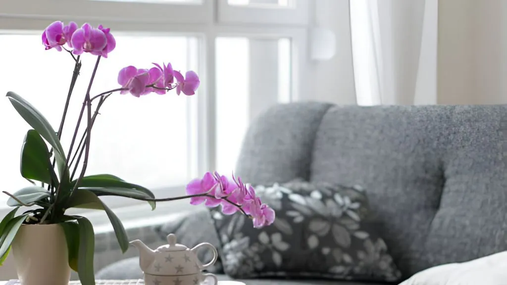 Lucky Flower Plants for Home - Orchids Plant