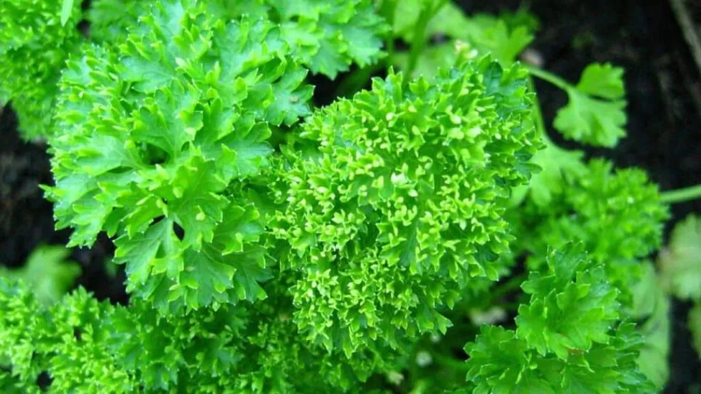 Parsley