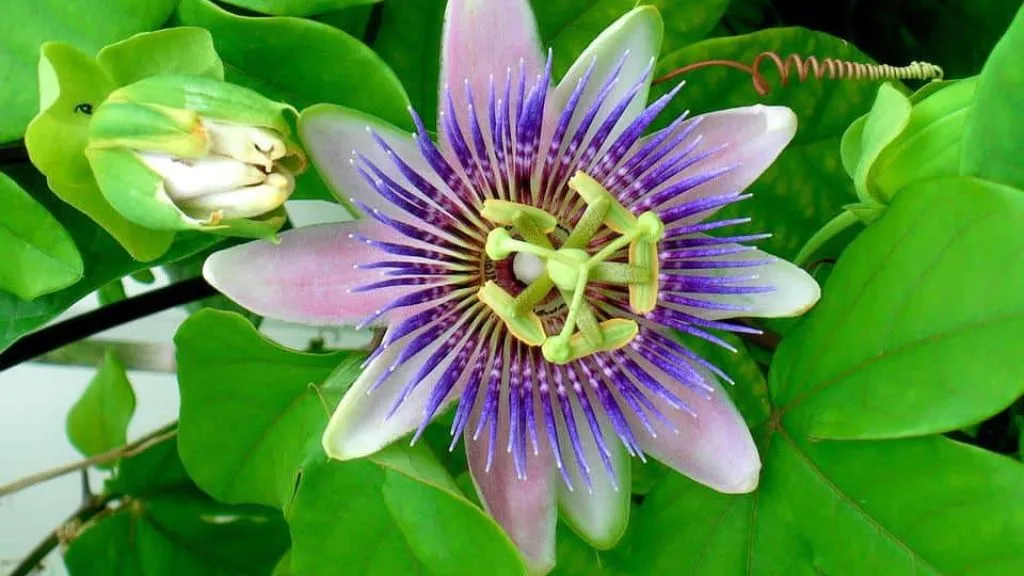 Best Climber Plants - Passion Flower