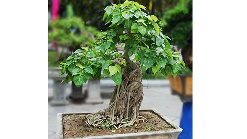 Best Lucky Plants for Home - Peepal Bonsai