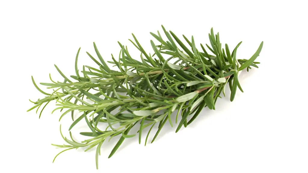 Rosemary