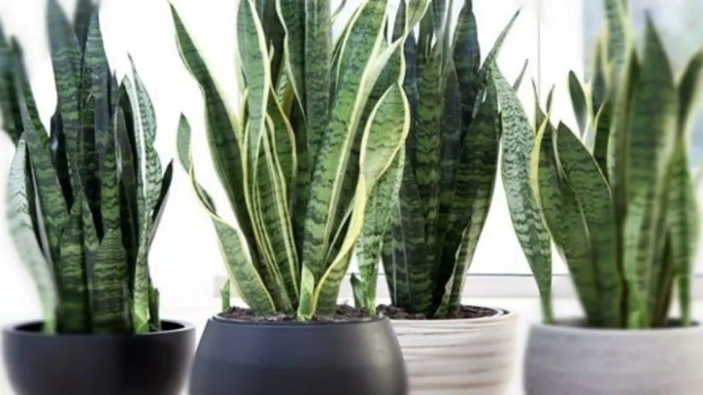 Best Lucky Plants for Home - Snake Plant