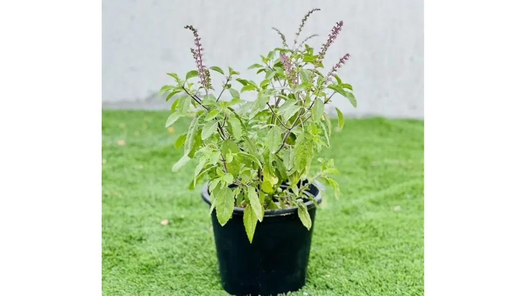 Best Lucky Plants for Home - Tulsi Plant