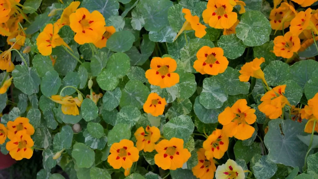 Orange Nasturtium