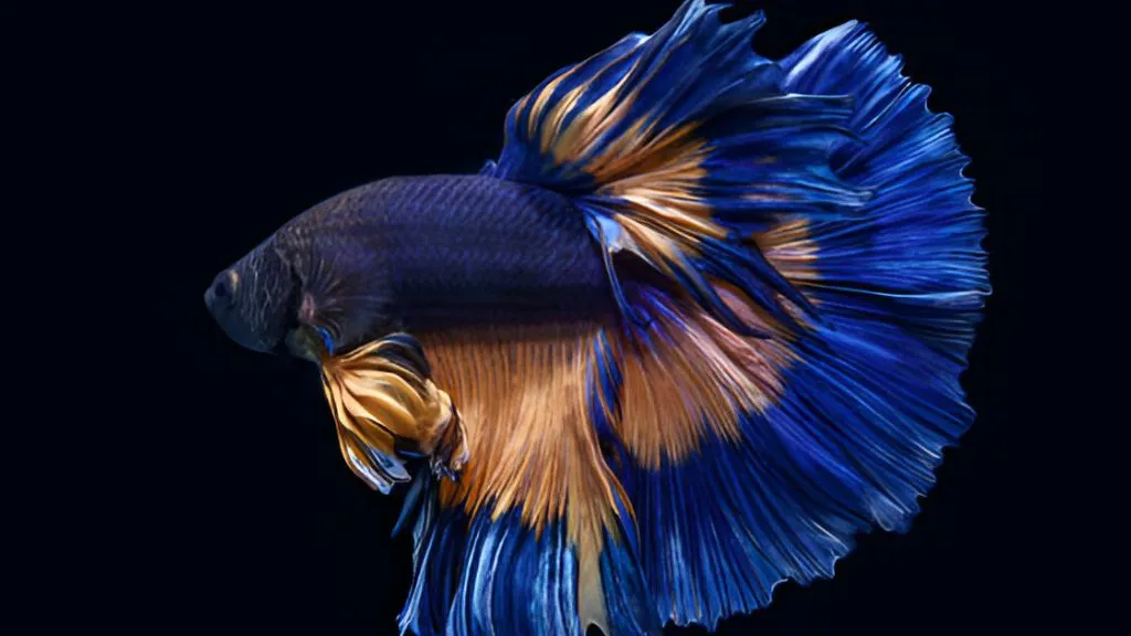 Aquarium Fish for Freshwater - Betta Fish