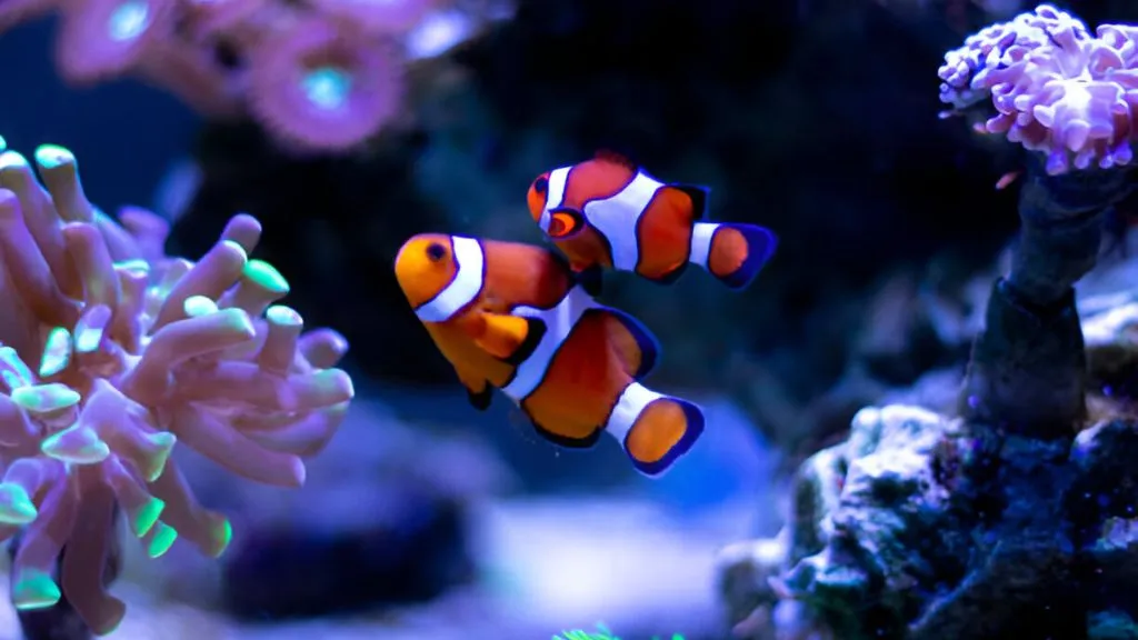 Aquarium Fish for Freshwater - Clownfish