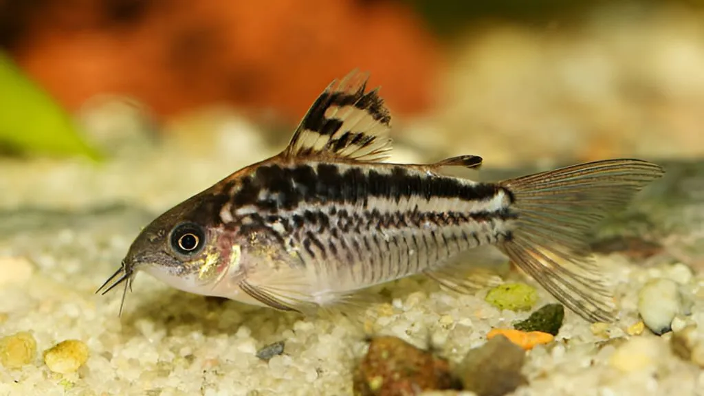 Aquarium Fish for Freshwater - Corydoras Catfish