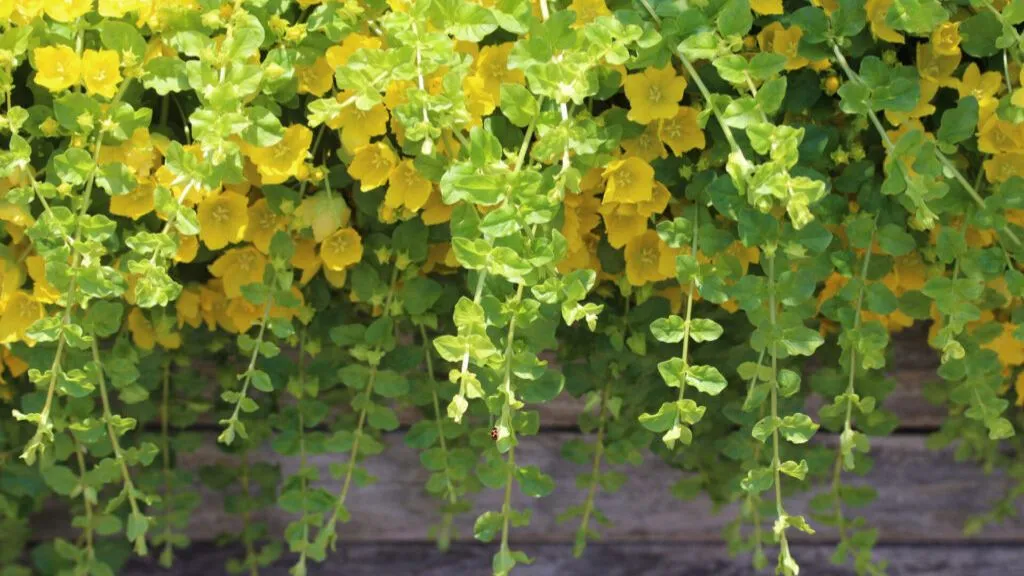 Best Creeper Plants - Creeping Jenny