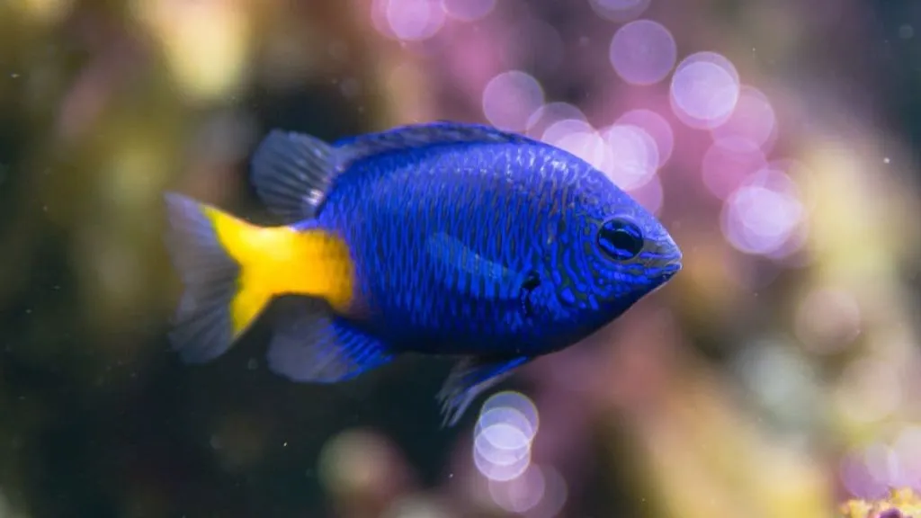 Damselfish