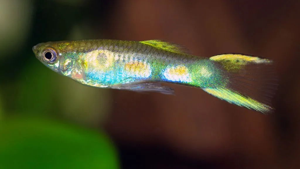 Endler’s Livebearers