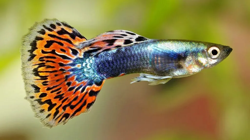 Aquarium Fish for Freshwater - Guppies Fish