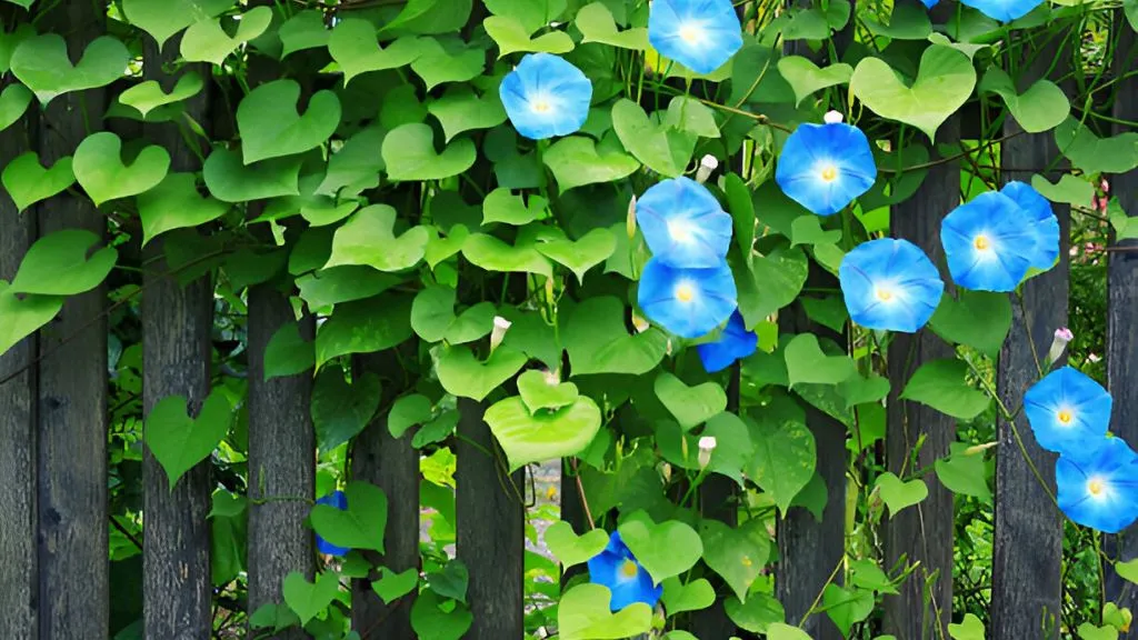 Best Climber Plants - Morning Glory