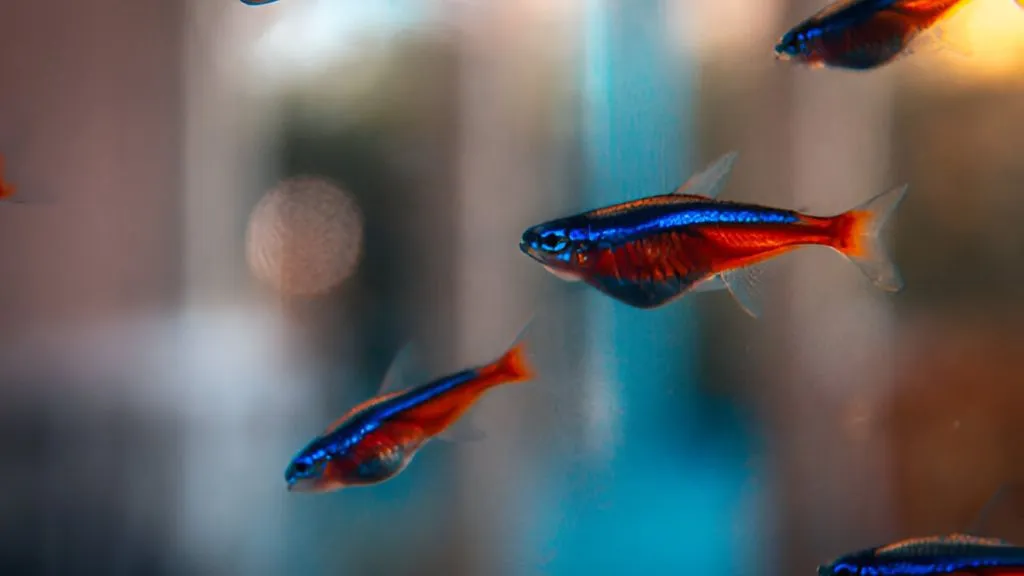 Aquarium Fish for Freshwater - Neon Tetras