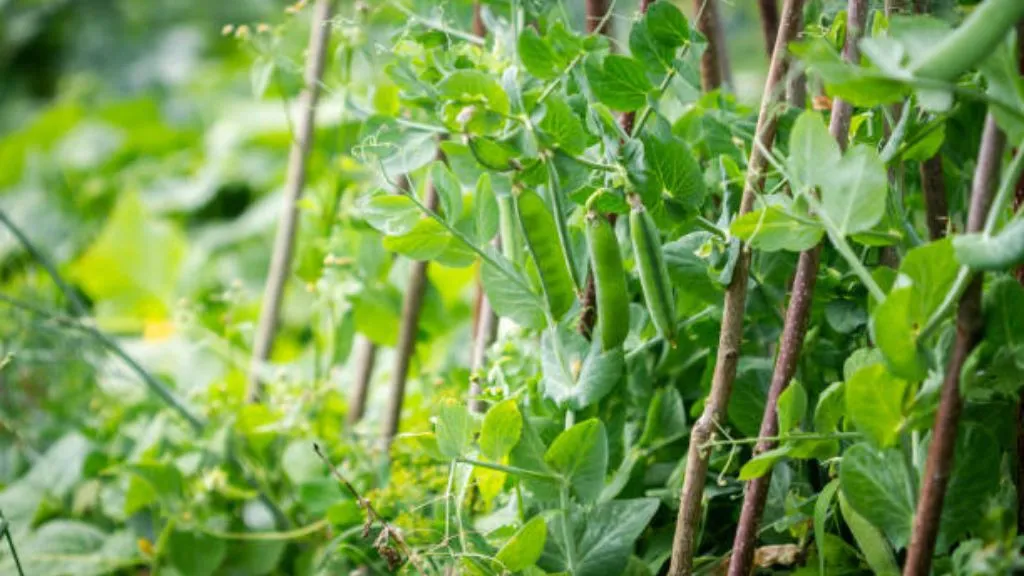 Best Creeper Plants - Pea Plant Climber