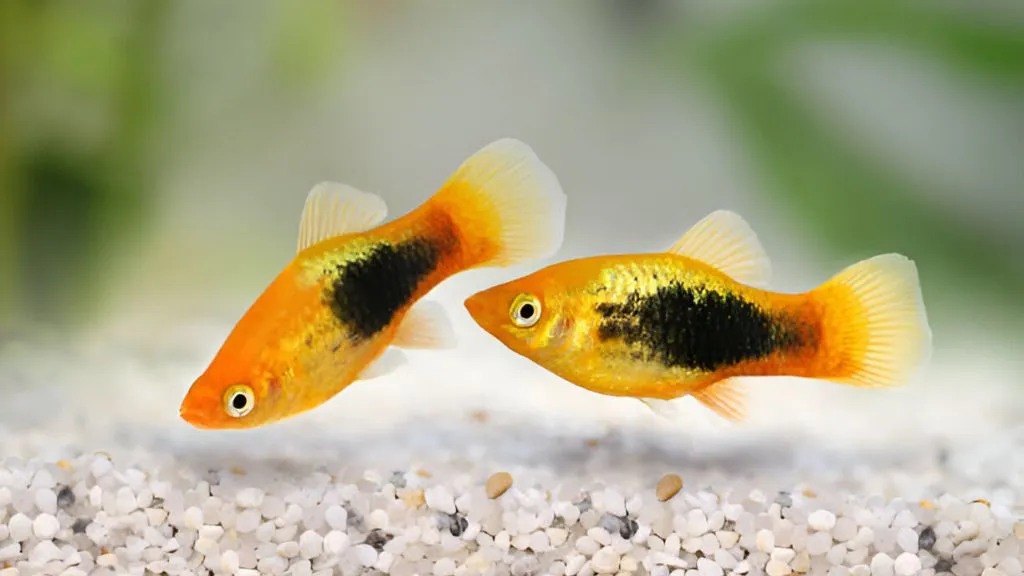 Aquarium Fish for Freshwater - Platies Fish