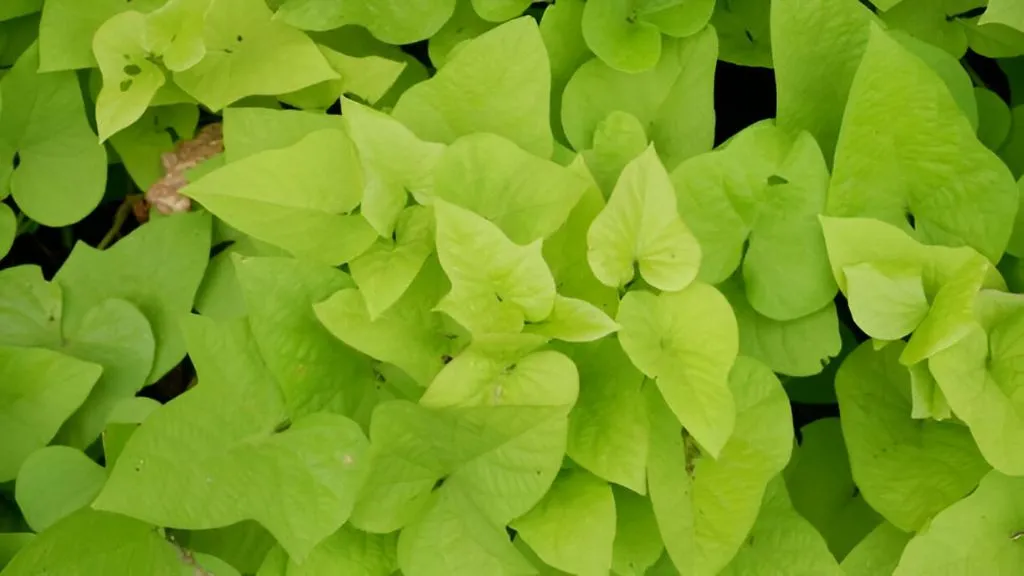 Best Creeper Plants -Sweet Potato Vine