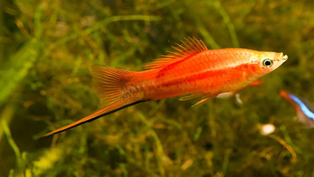 Aquarium Fish for Freshwater - Swordtails