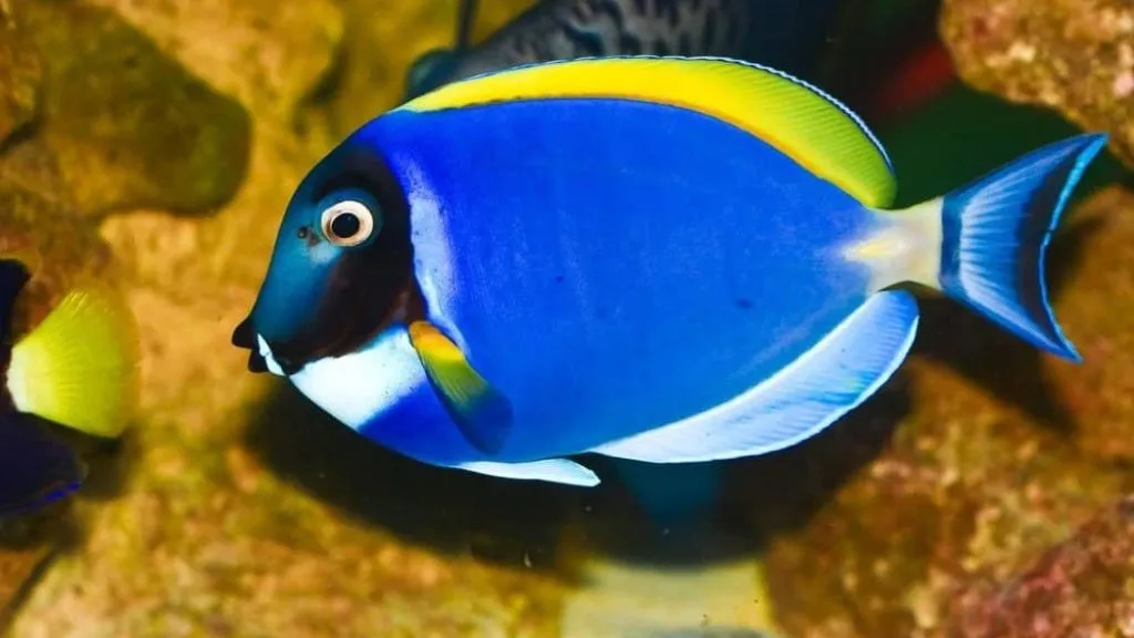 Aquarium Fish for Freshwater - Tangs Fish