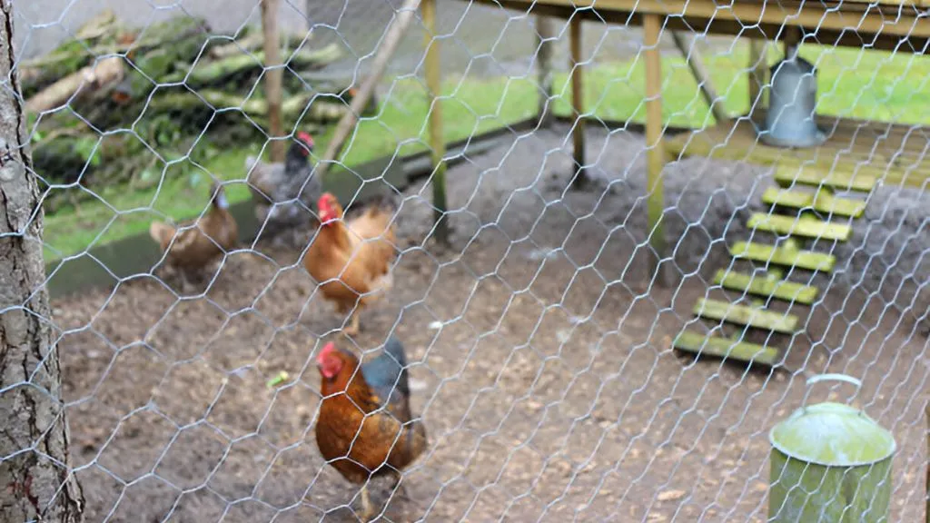 Chicken Wire Fence