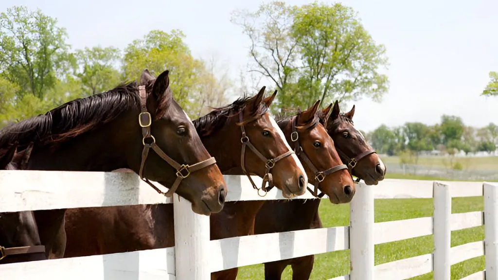 Horse Fence